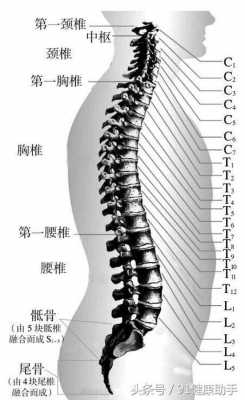 脊椎球部在哪个部位（脊椎 t）-图1