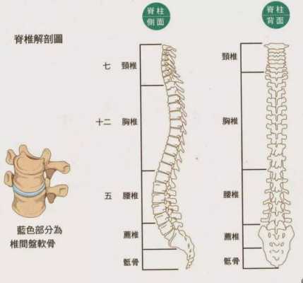 脊椎球部在哪个部位（脊椎 t）-图2
