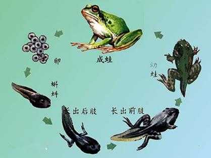 青蛙哪个地方不成吃的简单介绍-图3