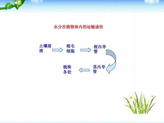 植物哪个器官运输水分（植物体内水的运输途径）-图1