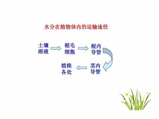 植物哪个器官运输水分（植物体内水的运输途径）-图3