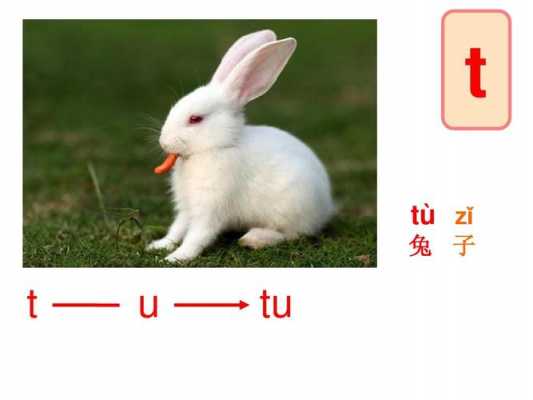 兔子代表哪个声母（兔子是几声）-图1