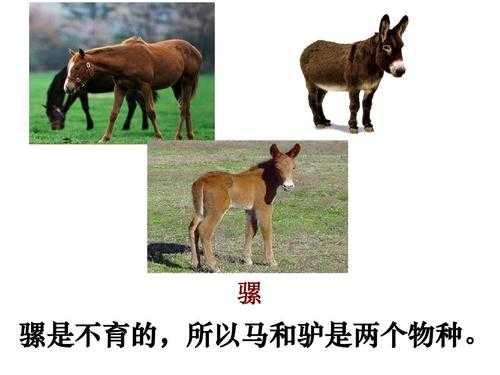 驴和马哪个大（驴和马哪个大力气更大）-图1