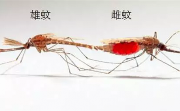 公蚊子母蚊子哪个大（公蚊子和母蚊子大小）-图3