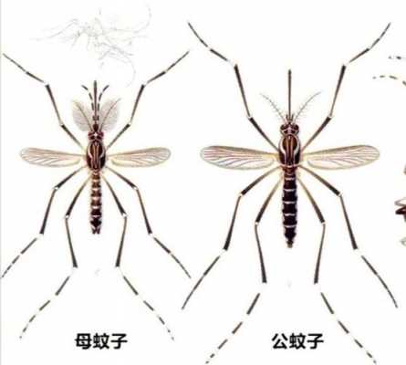 公蚊子母蚊子哪个大（公蚊子和母蚊子大小）-图1
