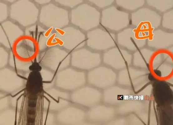 公蚊子母蚊子哪个大（公蚊子和母蚊子大小）-图2