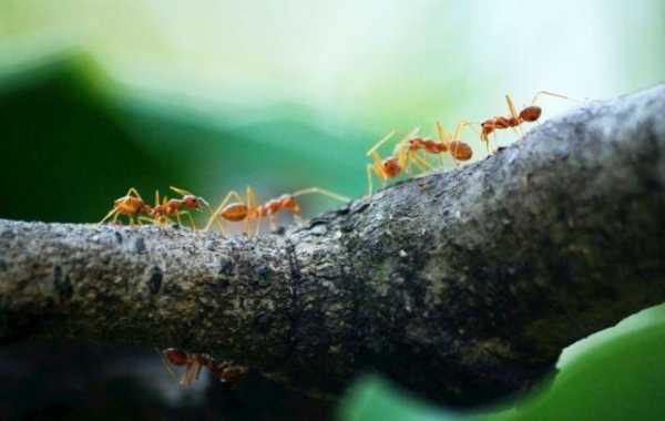 蚂蚁觅食的觅怎么写（蚂蚁觅食的意思）-图1