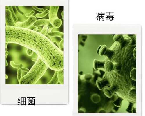 细菌和病毒哪个可怕（细菌和病毒哪个更恐怖）-图2