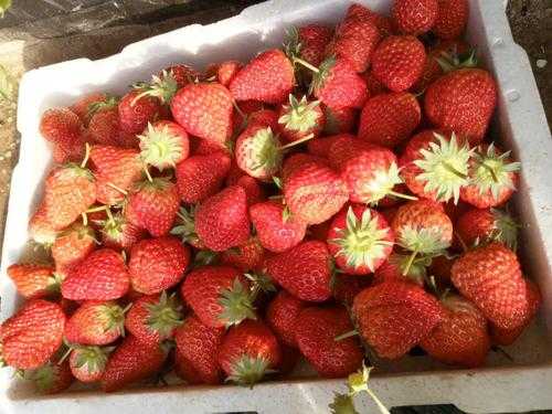 香梅和草莓哪个贵（香莓和草莓的区别）-图1