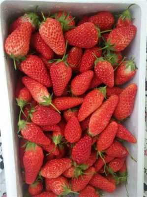 香梅和草莓哪个贵（香莓和草莓的区别）-图2