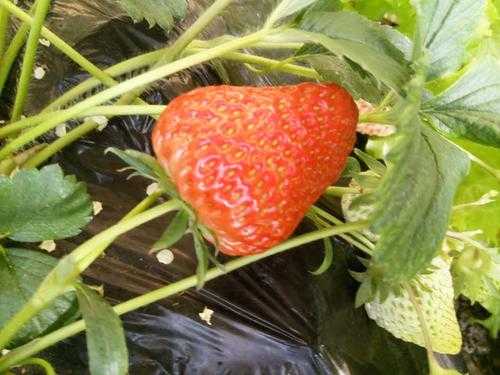 香梅和草莓哪个贵（香莓和草莓的区别）-图3