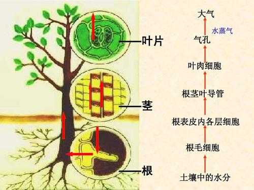 植物根部死细胞在哪个区（植物的根死了还能活吗）-图1