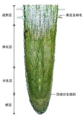 植物根部死细胞在哪个区（植物的根死了还能活吗）-图3