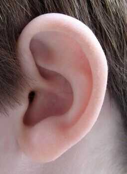 左耳对应右手哪个部位（左耳与右耳）-图3