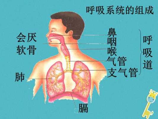 气管是哪个生物的呼吸器官（气管是什么动物的呼吸器官）-图3