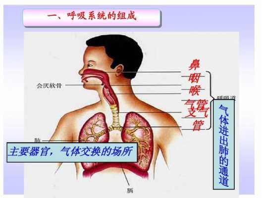 气管是哪个生物的呼吸器官（气管是什么动物的呼吸器官）-图2