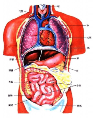 人体哪个部位受到外界（人体哪个部位受外界刺激会变大）-图2
