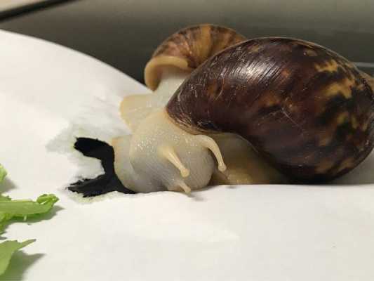 蜗牛哪个部位吃东西（蜗牛哪个部位能吃）-图2
