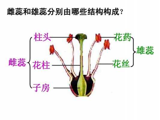 精子在雄蕊的哪个结构内（完成受精后雄蕊会凋零吗）-图1