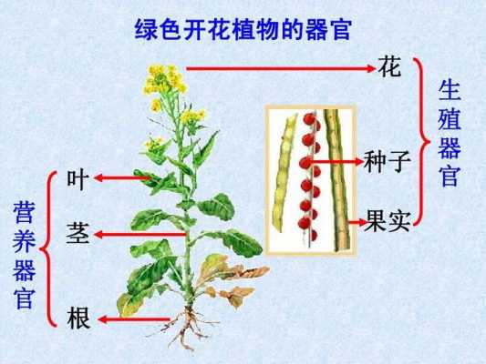 植物属于哪个结构层次（植物结构属于器官的是）-图2