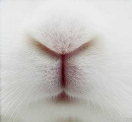 小白兔的鼻子怎么形容（小白兔的鼻子怎么样）-图2