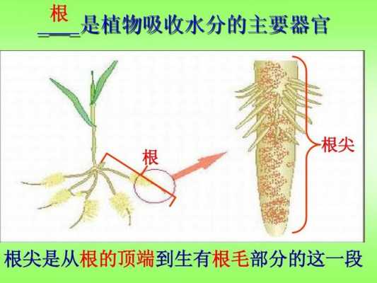 根尖是植物的哪个部位（根尖是根的什么部位）-图2