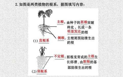 根尖是植物的哪个部位（根尖是根的什么部位）-图3
