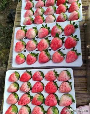 水果草莓猜哪个明星（水果草莓是什么品种）-图2