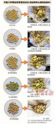 在家黄豆怎么发芽步骤（在家黄豆怎么发芽步骤图）-图1