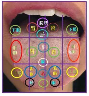 舌腹是舌头哪个位置（舌腹部正常图片）-图1