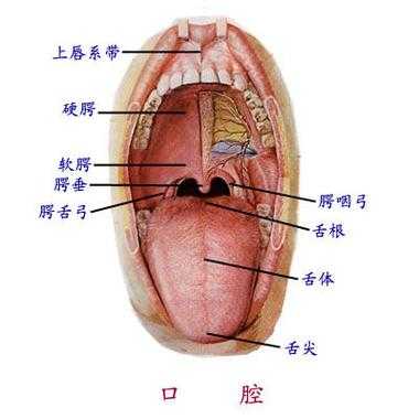 舌腹是舌头哪个位置（舌腹部正常图片）-图3