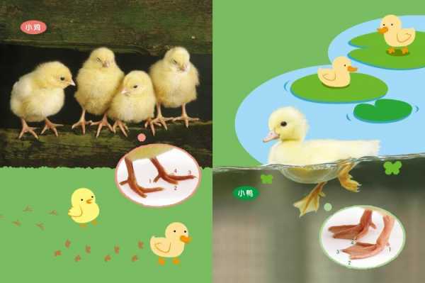 小鸡和小鸭哪个好（小鸡和小鸭哪个好看）-图2