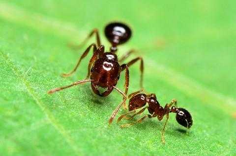蚂蚁是怎么和毛毛虫搏斗（蚂蚁和毛毛虫战斗的情景）-图1