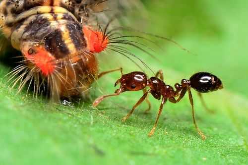 蚂蚁是怎么和毛毛虫搏斗（蚂蚁和毛毛虫战斗的情景）-图3